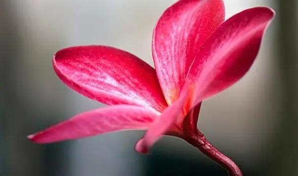 属鼠的女人阴险吗，84年属鼠男人