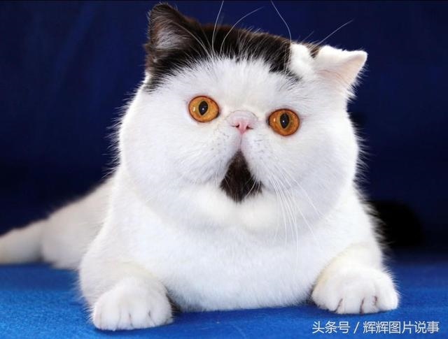 最能吓死老鼠的猫叫声，老鼠超声波驱鼠器声音