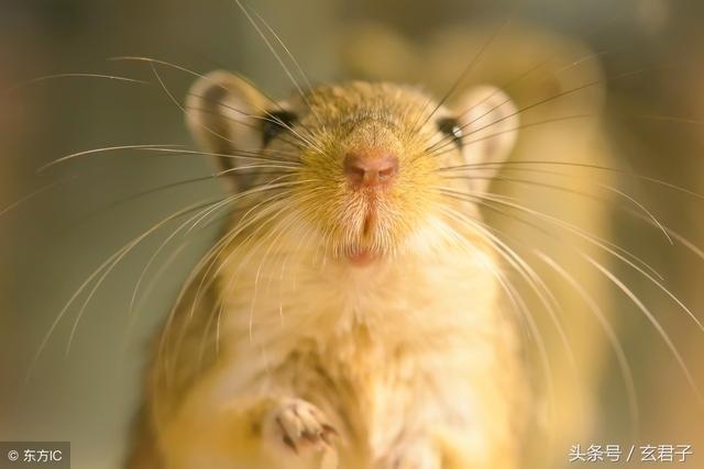 属鼠的床头吉祥方位，壬子年住床利方位