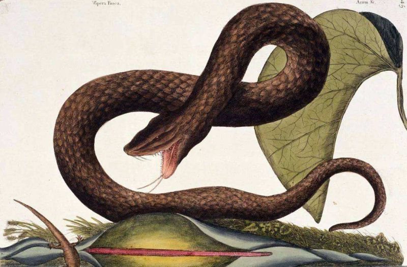 蛇和哪个生肖相冲，生肖蛇和什么生肖相冲