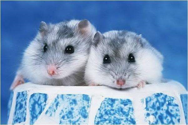 属鼠的是多大年龄,72年属鼠48岁有一灾2022