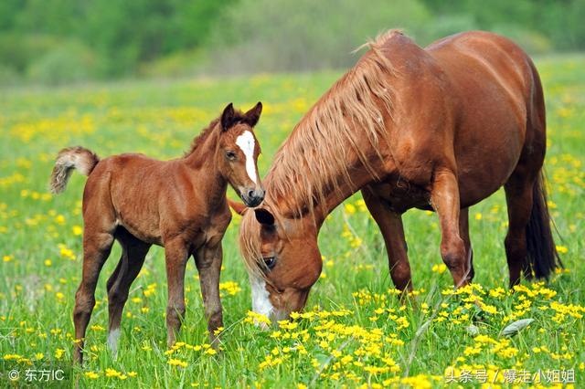 996属鼠哪年起运,属鼠2022