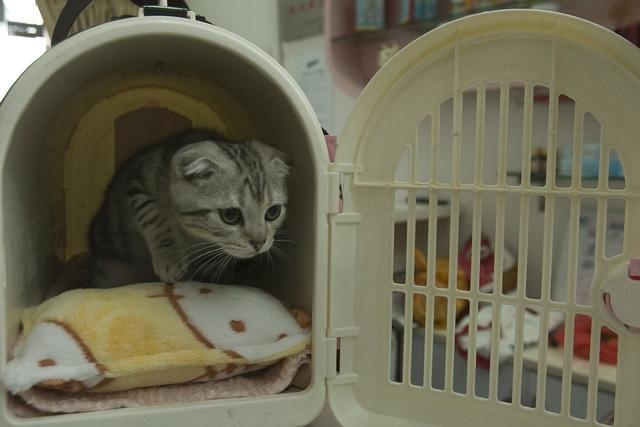 2年的鼠做什么生意能发财，72属鼠49岁大运2022