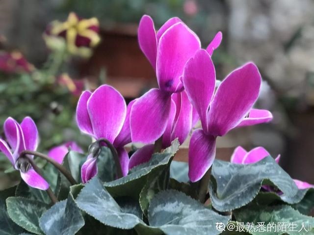 2年属鼠女的微信头像，1972年女微信头像用什么好"