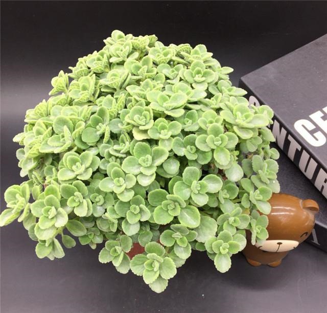 属老鼠的种什么植物旺财，生肖鼠都能养什么花