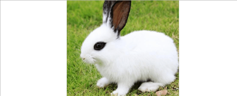 属兔的2022年运势怎么样，87年属兔35岁有一劫2022