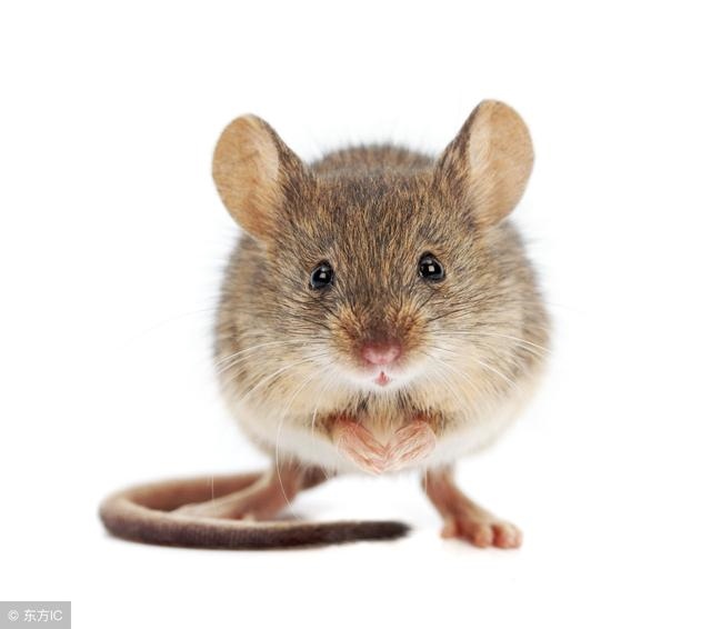 属鼠人的财运如何,七二年鼠人今日财运