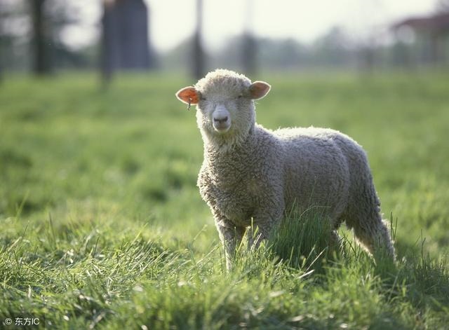 属马下月运势查询，2022 属羊的运势