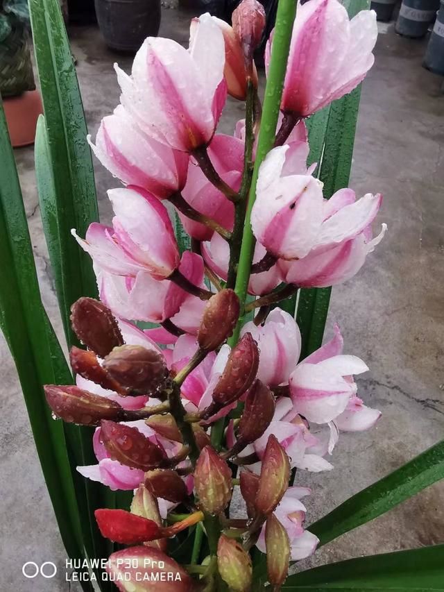 属牛本命年的人运势如何，牛人本命年过后运势