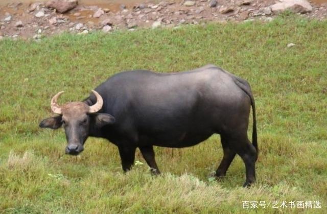 997年属牛今年运势怎么样,1997年在2022