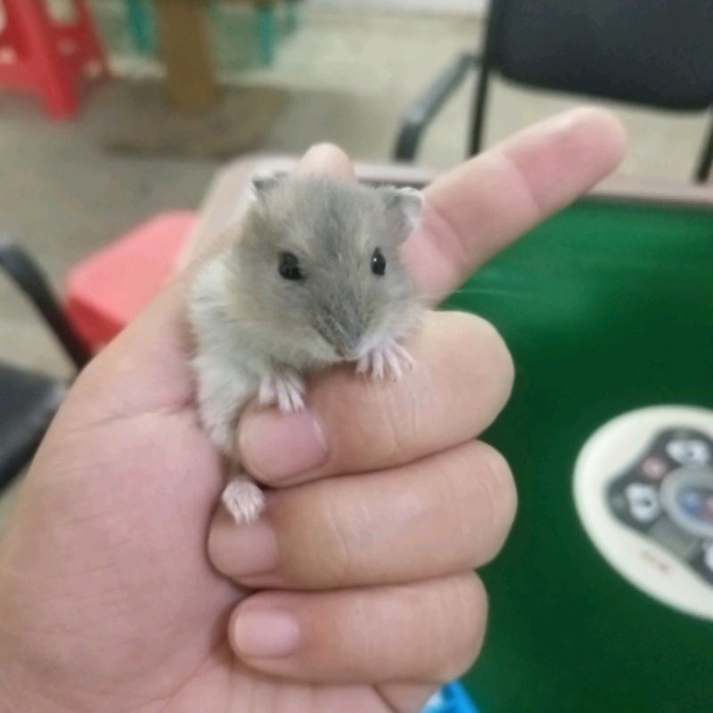 怎么让老鼠出来，怎么能把躲藏的老鼠给引出来