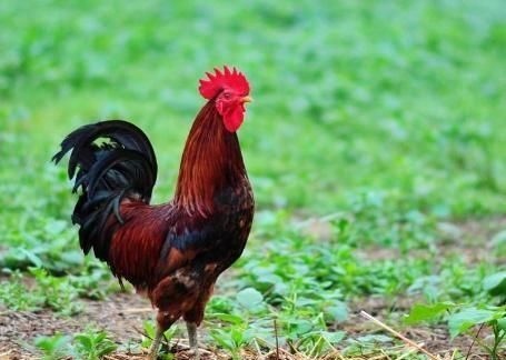 属鸡与属鼠能做朋友吗，93鸡男和96鼠的姻缘