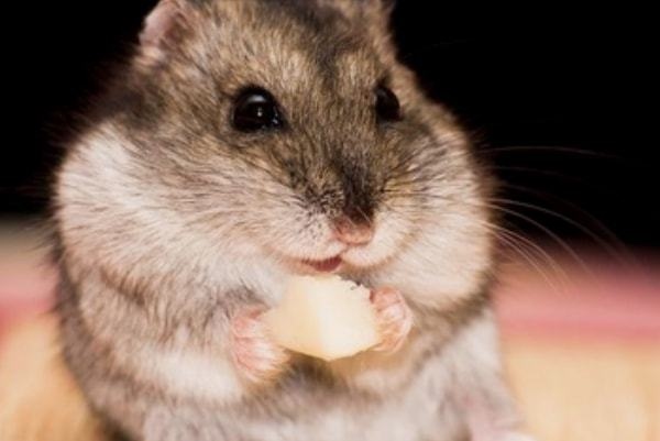 属鼠的是几年出生，属鼠的都是几几年的