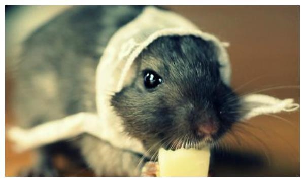 属鼠人今年有贵人相助，牛年生人2022 年运程