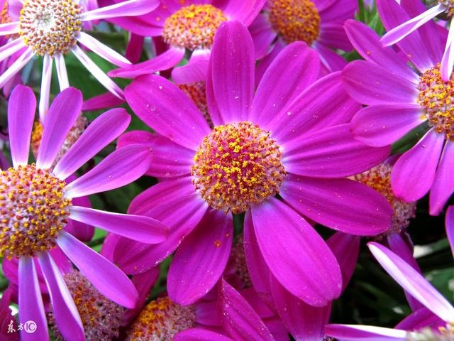 属鼠一生的贵人啥叫文昌贵人，属鼠的贵人是什么属相