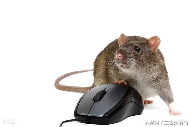 鼠人一生中会遇到贵人是谁,属鼠的命中注定的伴侣