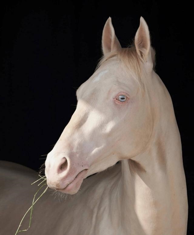 马与马怎么交流，怎样同43岁的马女聊天