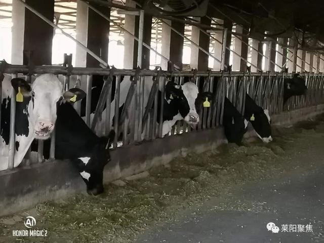 十2生肖的排列怎么排的，看一下十二生肖