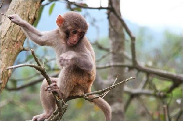 属猴的人更佳婚配，属猴男士的更佳婚配