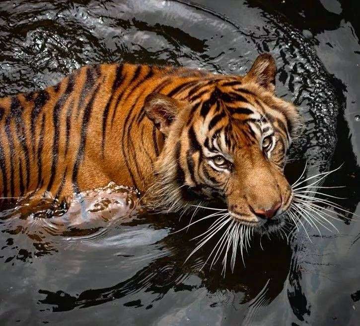 8属虎的桃花劫，98年属虎的是什么命女"