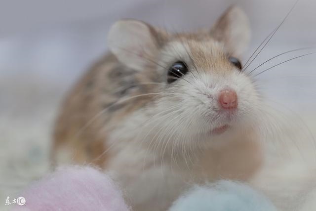 2年属鼠女后半生命运，前半生后半生感悟句子"