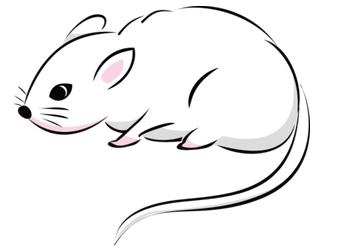 鼠和鼠的婚配好不好，84年鼠男72年鼠女婚配