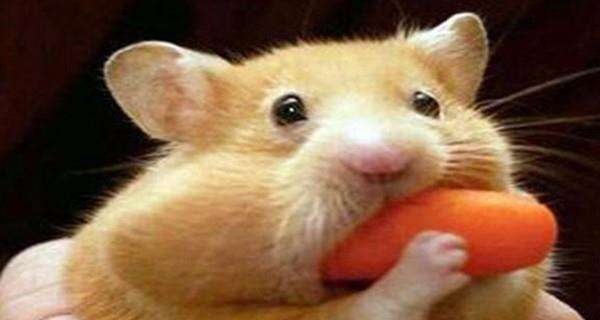 属鼠的女人适合自己做生意吗，1984年属鼠人2022 年运势