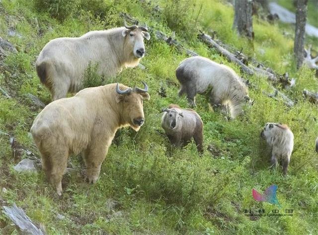 十二生肖排行榜，十二生肖排行之一