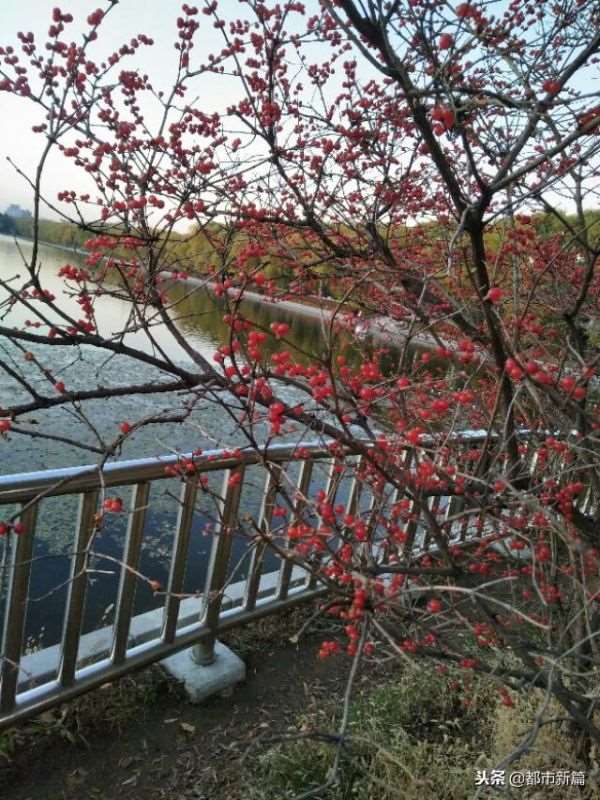 十二生肖今日运势每日运程，2022 年十二生肖每月运程一宋韶光