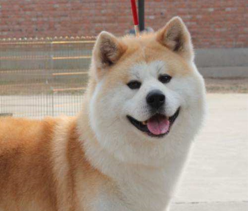 属狗的人2022年运程，属狗的人2022 下半年运程