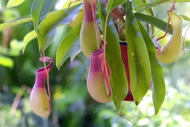 属鼠的养什么动物旺财，生肖鼠适合做什么行业