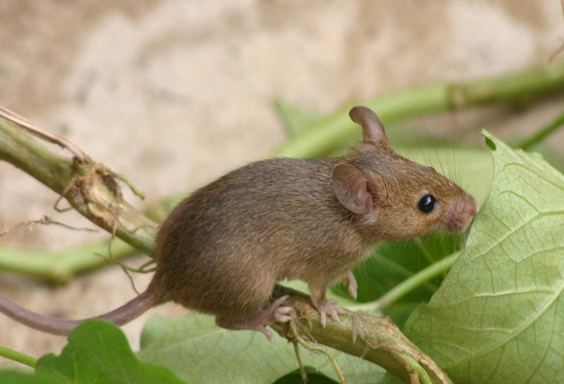 6年的鼠什么时候要孩子好，94狗爸96鼠妈生什么属相好"