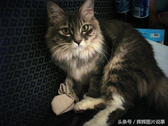 最能吓死老鼠的猫叫声，老鼠超声波驱鼠器声音
