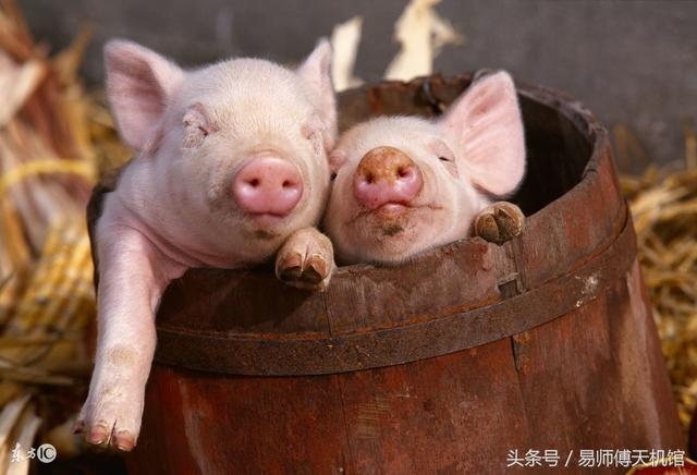 属猪的男人性格和脾气好不好，属猪男人性格优点和缺点