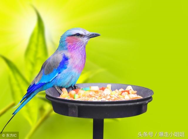 4年属鼠运势最旺是哪一年，1984年属鼠三次灾难"