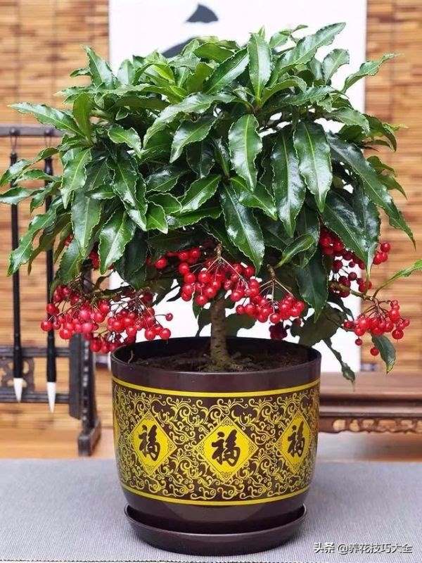 属鼠的养什么花最旺财招财，十二属相适合养什么花