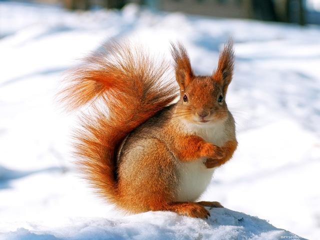 喜欢鼠类的人性格，喜欢猫的女生心理学