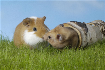 6年男和96年女婚姻相配吗，86属虎男和96属鼠女的合不合"