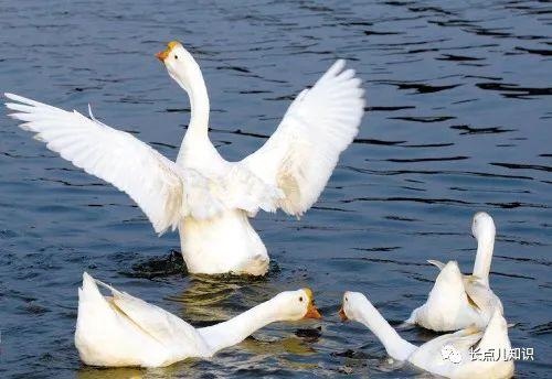 属虎的人最怕什么生肖，属虎人一辈子最怕什么属相