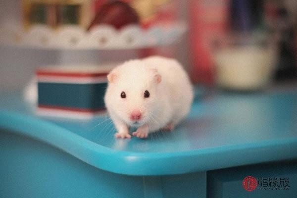 984年属鼠男一生有几次婚姻，1984男年属鼠2022