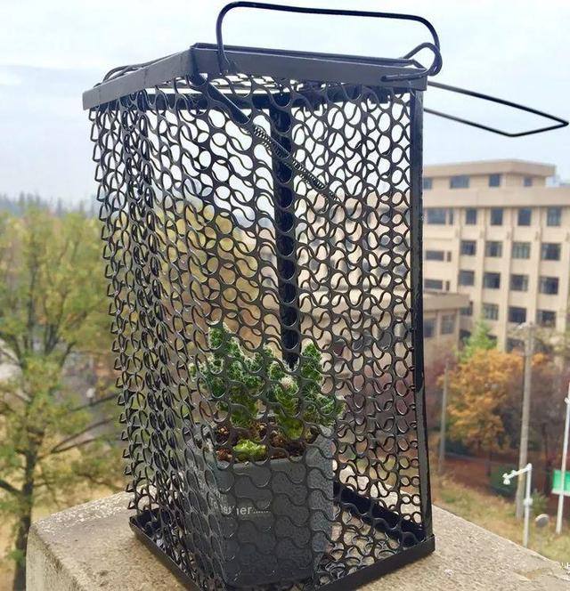 老鼠不喜欢什么植物，负鼠不喜欢什么植物