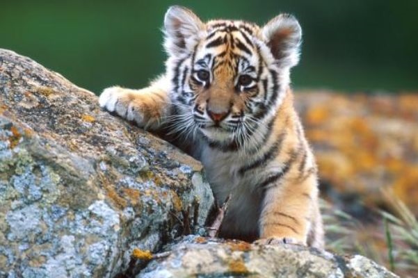 属鼠和属虎的相克吗，属虎的和什么属相最配相克