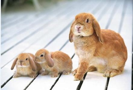 属兔的贵人是什么，属兔五行缺什么