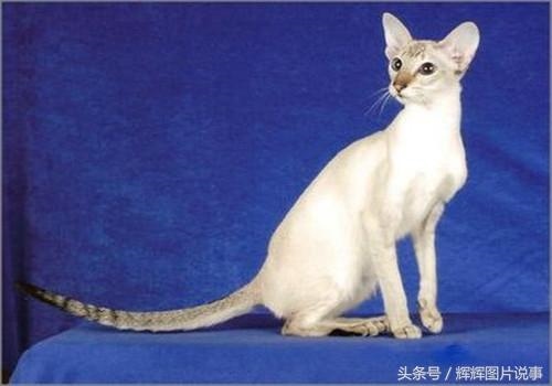 最能吓死老鼠的猫叫声，老鼠超声波驱鼠器声音