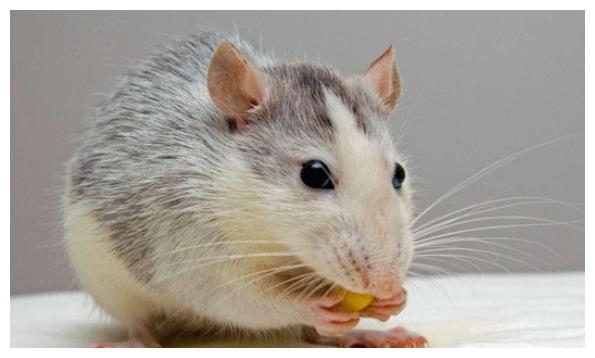 属鼠最富贵的出生日，2008年几月出生命苦