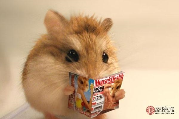 2年属鼠人婚配,1972年属相婚配夫妻"