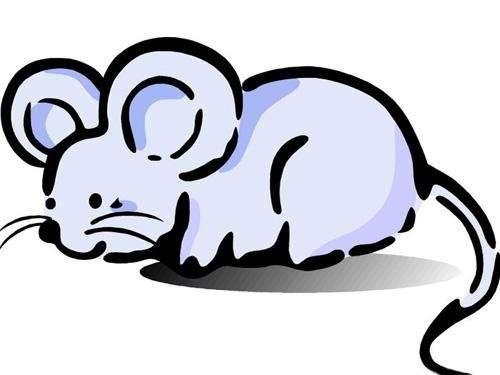 属鼠农历九月运势如何视频，2022 年10月8日属相