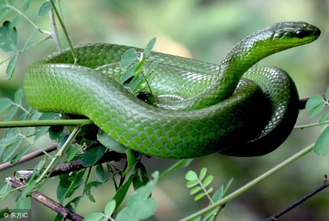 属牛的终身幸运数字，1997年属牛的幸运数字