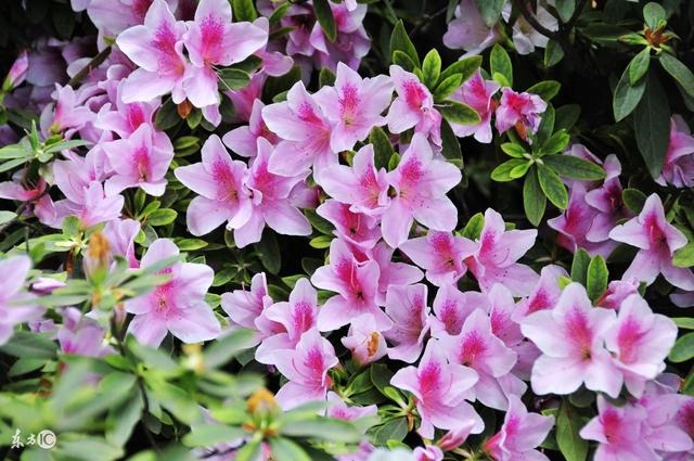 属蛇的人财运怎么样，蛇今年财运如何