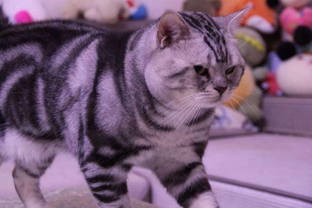 猫叫声驱鼠器赶老鼠的猫叫，猫叫声音驱赶老鼠